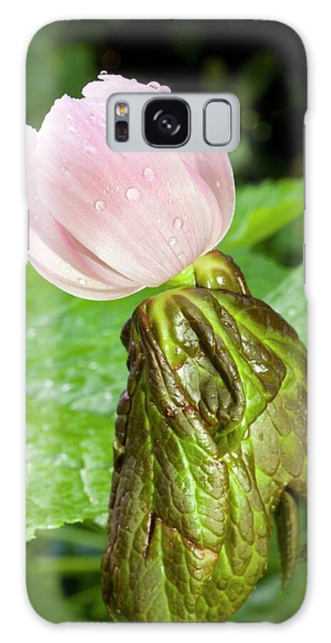 Podophyllum Hexandrum Galaxy Case featuring the photograph Podophyllum Hexandrum Flower Bud by Dr Jeremy Burgess/science Photo Library