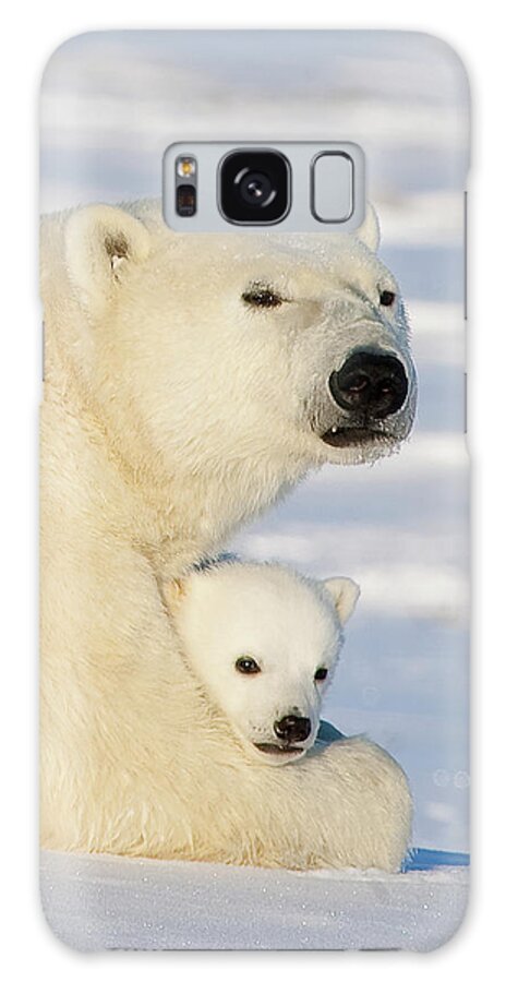 00600968 Galaxy Case featuring the photograph Polar Bear and 12 Week Old Cub by Matthias Breiter