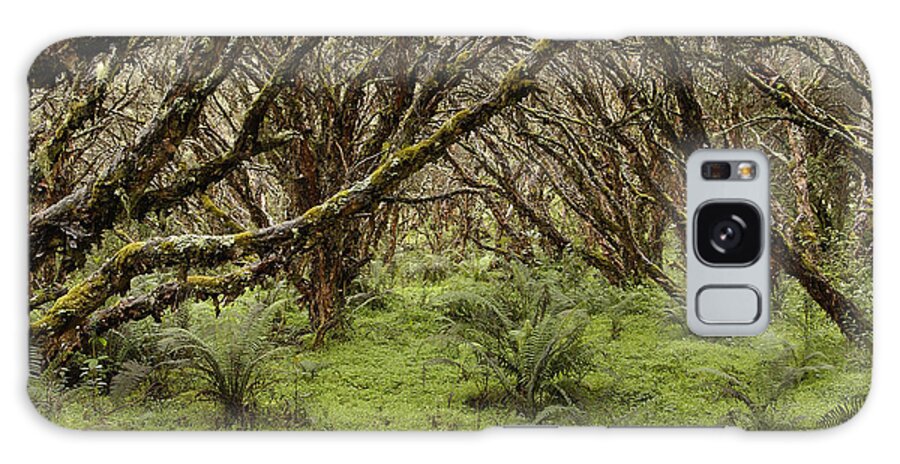 00212919 Galaxy Case featuring the photograph Polylepis Forest El Angel Reserve by Pete Oxford