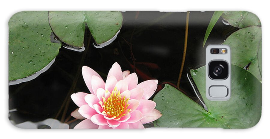 Lily Galaxy Case featuring the photograph Pond Lily by Dean Ginther