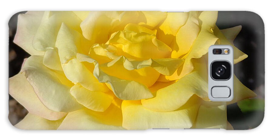 Perfect Yellow Rose Galaxy Case featuring the photograph Yellow Rose of Texas by Liz Evensen