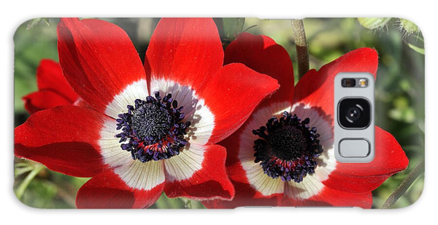 Poppy; Anemone; Crown Anemone; Poppy Anemone; Anemone Coronaria; Red; Flower; Wild; Plant; Spring; Flowers; Photograph; Photography; Springtime; Season; Nature; Natural; Natural Environment; Natural World; Flora; Bloom; Blooming; Blossom; Blossoming; Color; Colour; Colorful; Colourful; Earth; Poppies; Environment; Ecological; Ecology; Country; Landscape; Countryside; Scenery; Macro; Close-up; Detail; Details; Esthetic; Esthetics; Artistic; Beautiful; Beauty; Anemones Galaxy Case featuring the photograph Poppy anemones by George Atsametakis