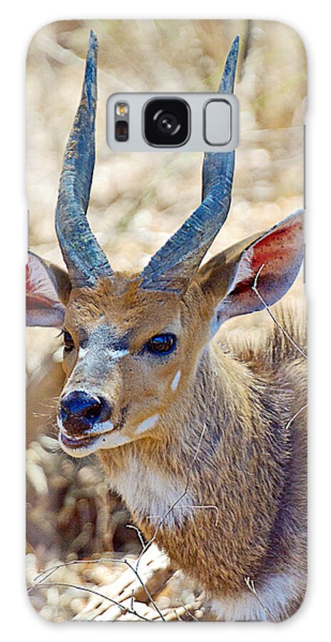 Portrait Of A Bushbuck In Kruger National Park Galaxy S8 Case featuring the photograph Portrait of a Bushbuck in Kruger National Park-South Africa by Ruth Hager