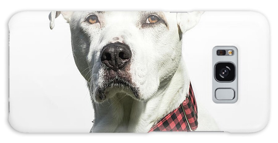 Pets Galaxy Case featuring the photograph Portrait Of A White American Bulldog by Amandafoundation.org