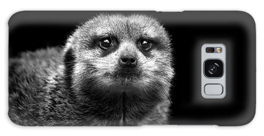 Alertness Galaxy Case featuring the photograph Portrait Of Meerkat by Malcolm Macgregor