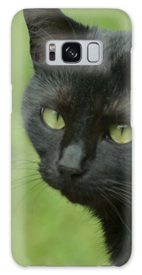 Cat Galaxy Case featuring the photograph Portrait of Satin by Donna Brown