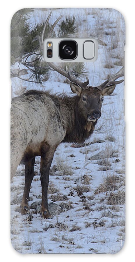 Animal Galaxy S8 Case featuring the photograph Elk Bull In Wind Cave National Park by Steve Triplett