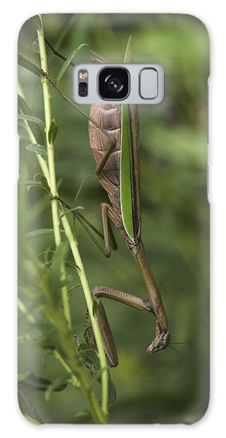 Daddy Longlegs Galaxy Case featuring the photograph Praying Mantis 001 by Donald Brown
