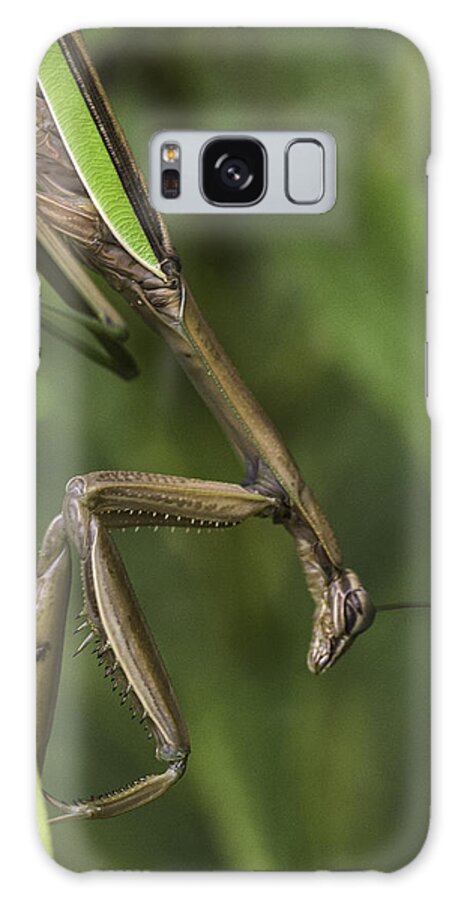 Daddy Longlegs Galaxy Case featuring the photograph Praying Mantis 002 by Donald Brown