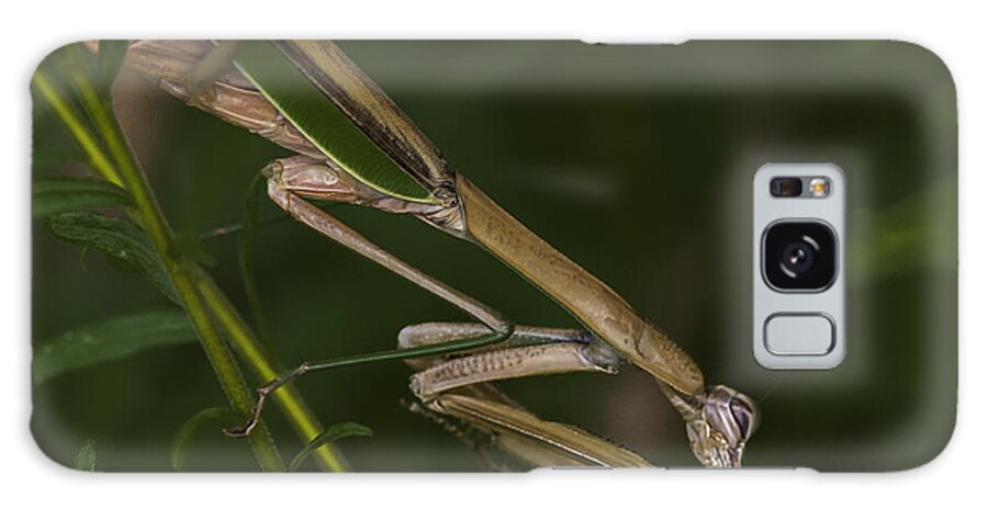 Daddy Longlegs Galaxy S8 Case featuring the photograph Praying Mantis 003 by Donald Brown