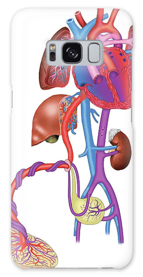 Anatomy Galaxy Case featuring the photograph Pregnancy Blood Circulation by Asklepios Medical Atlas