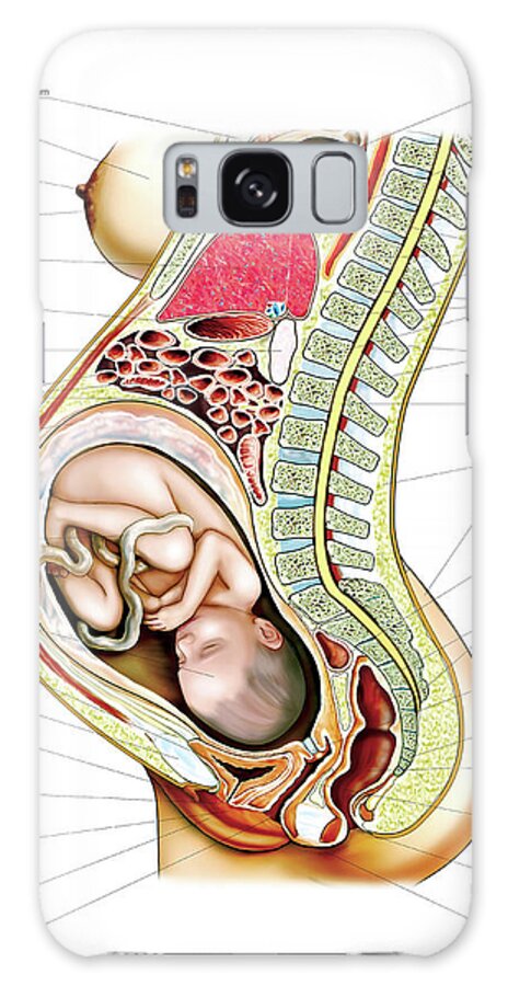 Anatomy Galaxy Case featuring the photograph Pregnant Woman by Asklepios Medical Atlas
