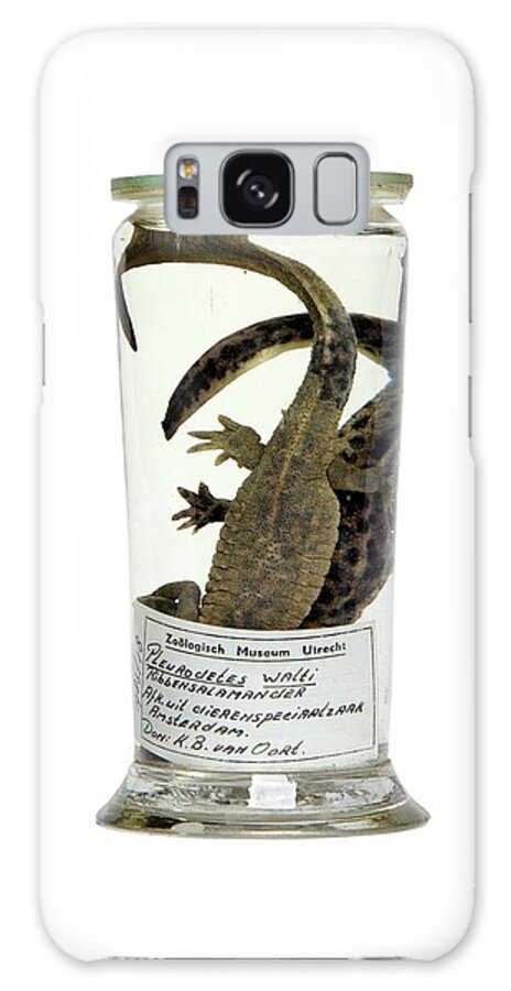Formalin Galaxy Case featuring the photograph Preserved Newts by Gregory Davies