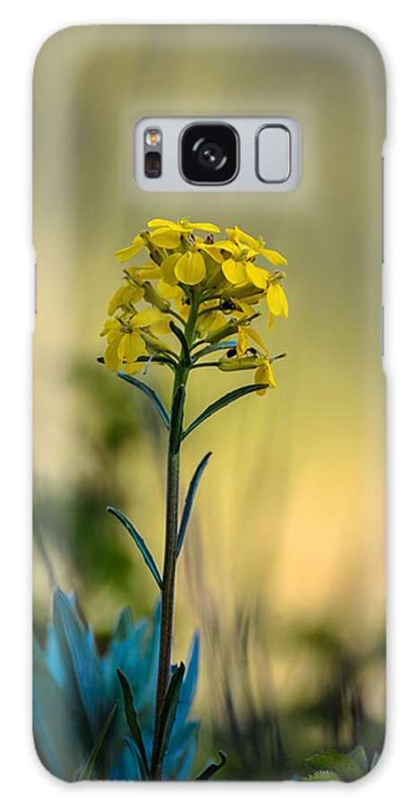Close-up Galaxy Case featuring the photograph Pretty as a Wallflower by Ronda Broatch
