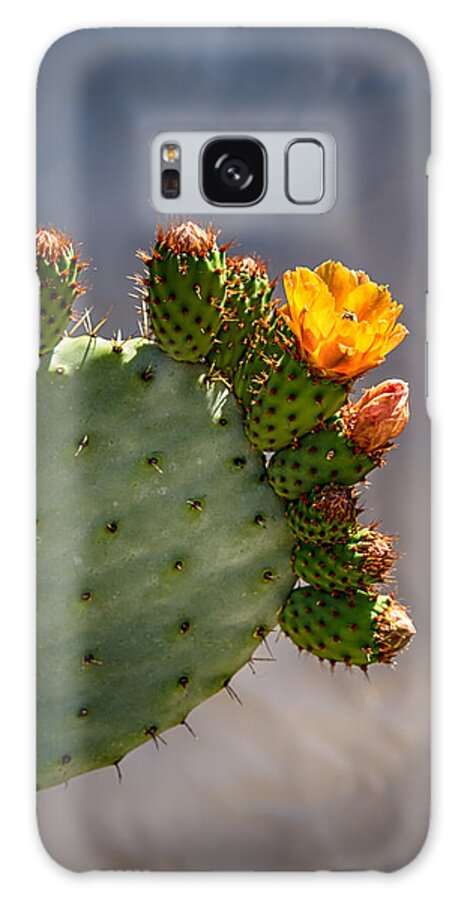 Cactus Galaxy Case featuring the photograph Prickly Pear Cactus Flower by John Haldane