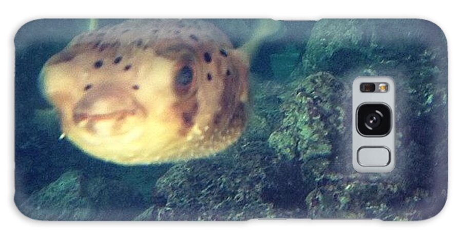 Pufferfish Galaxy Case featuring the photograph Puffer Fish!!! #adorable #pufferfish by Susan OToole