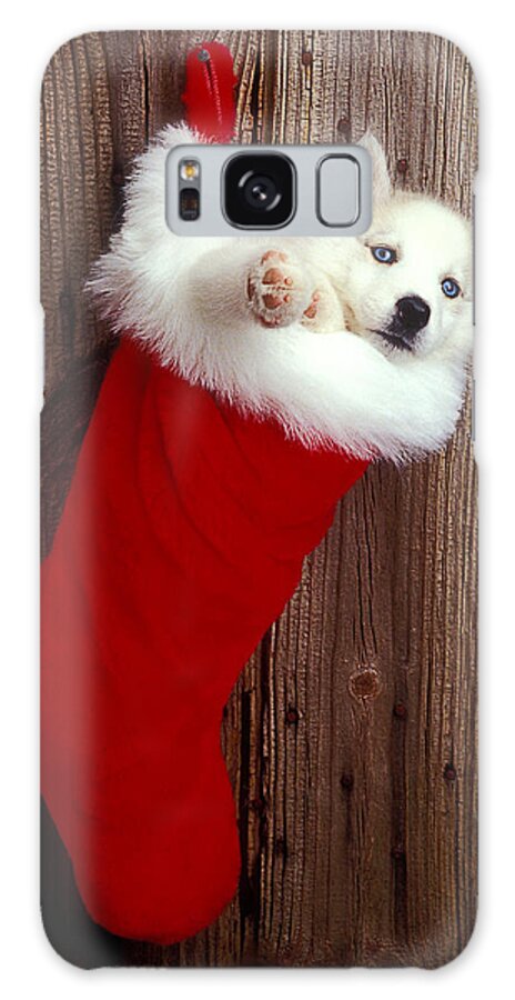 Puppy Galaxy Case featuring the photograph Puppy in Christmas stocking by Garry Gay