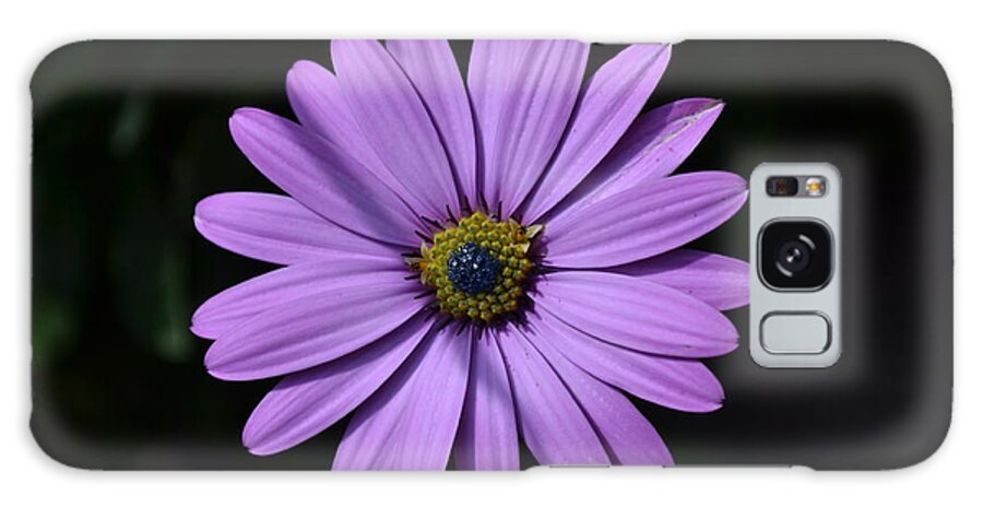 Purple Galaxy Case featuring the photograph Purple African Daisy by Scott Lyons