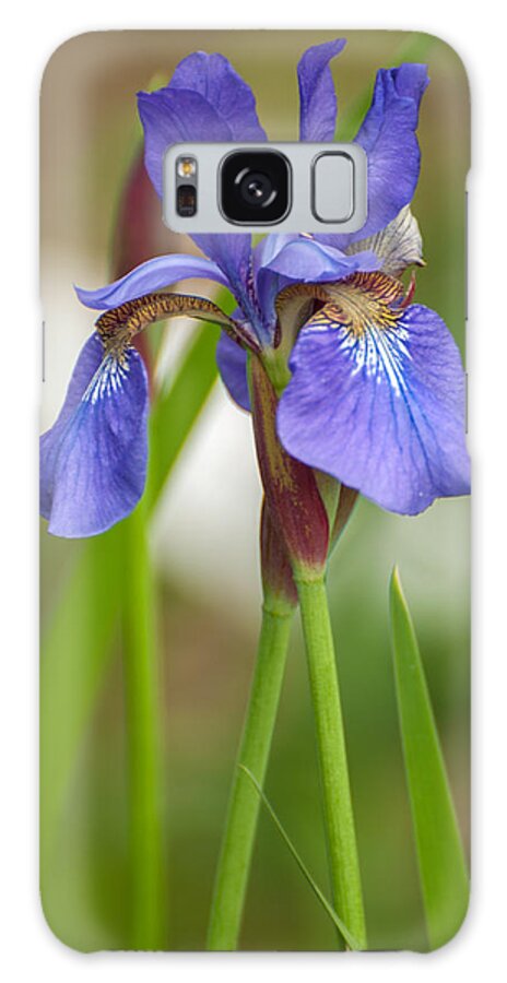 Bearded Iris Galaxy S8 Case featuring the photograph Purple Bearded Iris by Brenda Jacobs