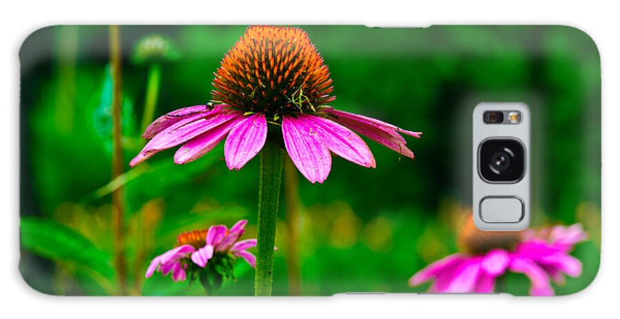 Flowers/plants Galaxy Case featuring the photograph Purple Coneflower by Louis Dallara