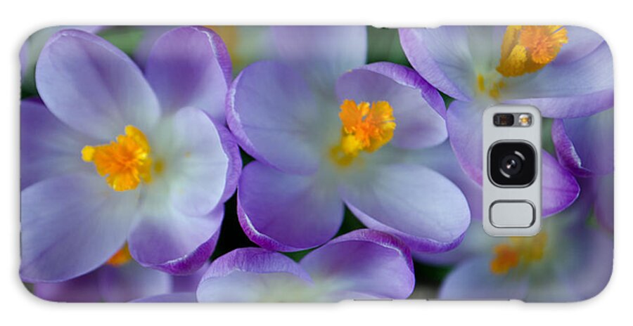 Nature Galaxy Case featuring the photograph Purple Crocus Gems by Tikvah's Hope