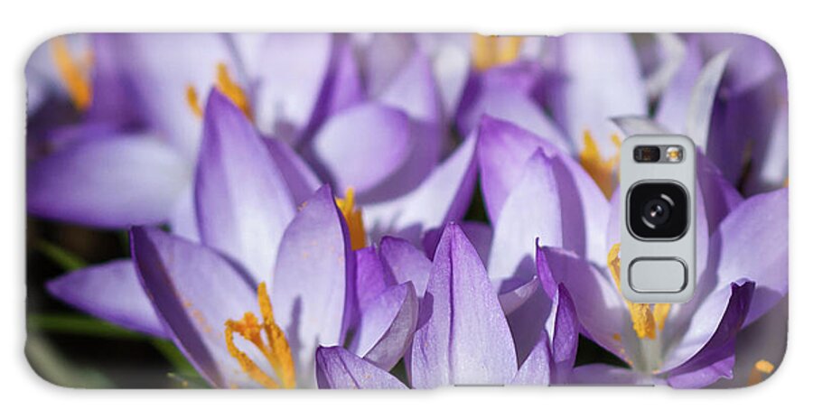 Purple Galaxy Case featuring the photograph Purple Crocus by Straublund Photography