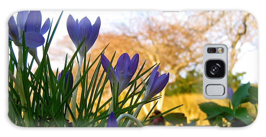 Spring Galaxy Case featuring the photograph Purple Crocuses by Ydania Ogando