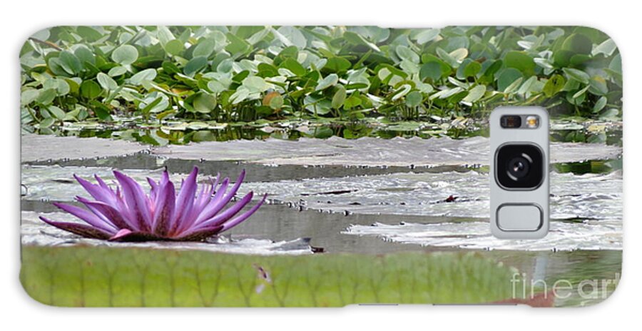 Nature Galaxy Case featuring the photograph Purple Water Lily  by Anita Adams