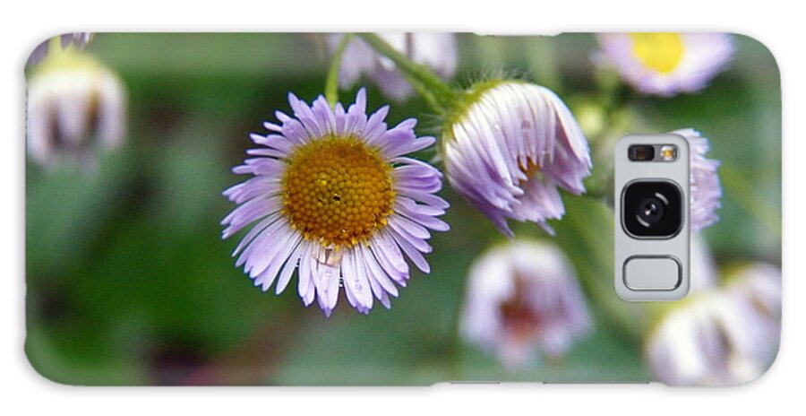 Flowers Galaxy Case featuring the photograph Purple Wild Flowers by Corinne Elizabeth Cowherd