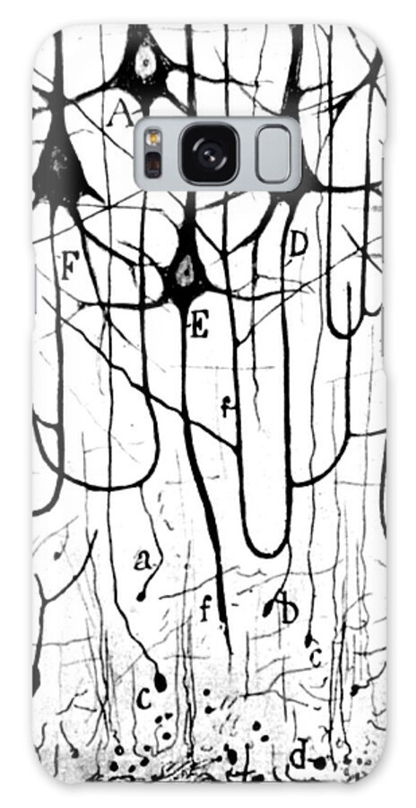 Ramon Y Cajal Galaxy Case featuring the photograph Pyramidal Cells Illustrated By Cajal by Science Source