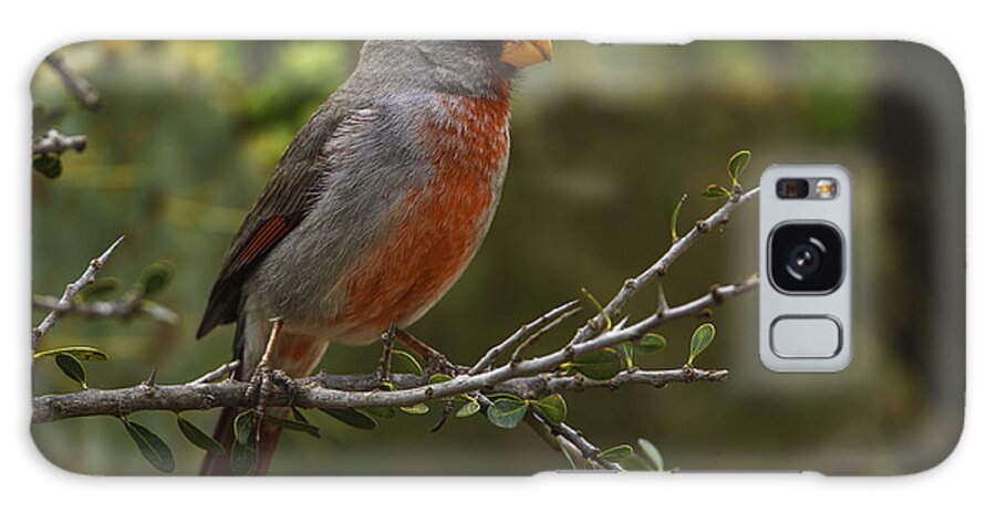 Birds Galaxy Case featuring the photograph Pyrrhuloxia Portrait by Donald Brown
