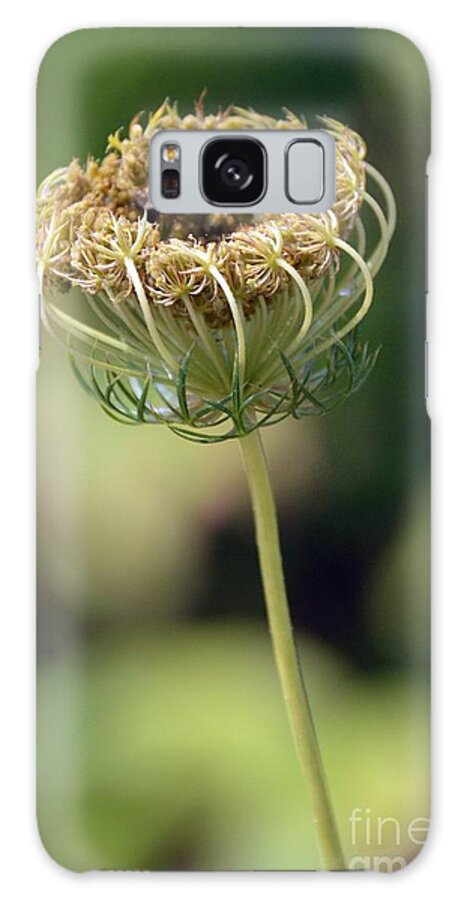 Plant Galaxy Case featuring the photograph Queen Anne's Dried Lace by Lynellen Nielsen