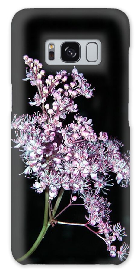 Queen Of The Prairie Galaxy Case featuring the photograph Queen of the Prairie Meadowsweet by Andrea Lazar
