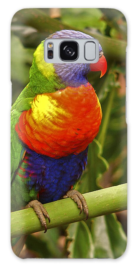 Animal Photography Galaxy Case featuring the photograph Rainbow Lorikeet. by Chris Kusik