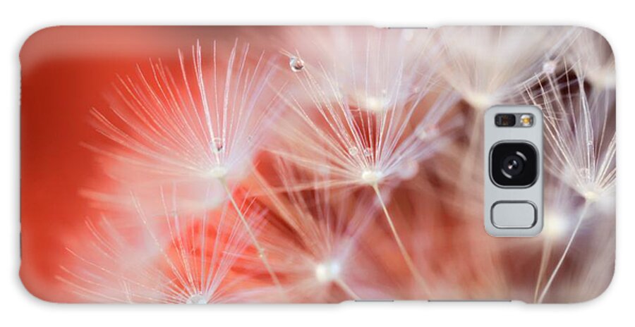 Raindrops Galaxy Case featuring the photograph Raindrops on Dandelion Red by Marianna Mills