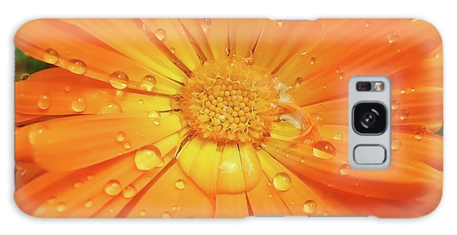 Daisy Galaxy Case featuring the photograph Raindrops on Orange Daisy Flower by Jennie Marie Schell