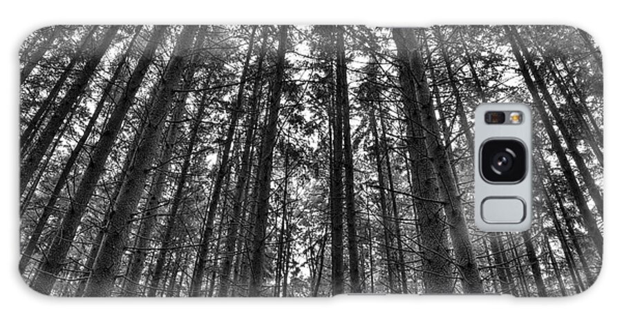 Trees Galaxy Case featuring the photograph Reaching Pines by Don Nieman