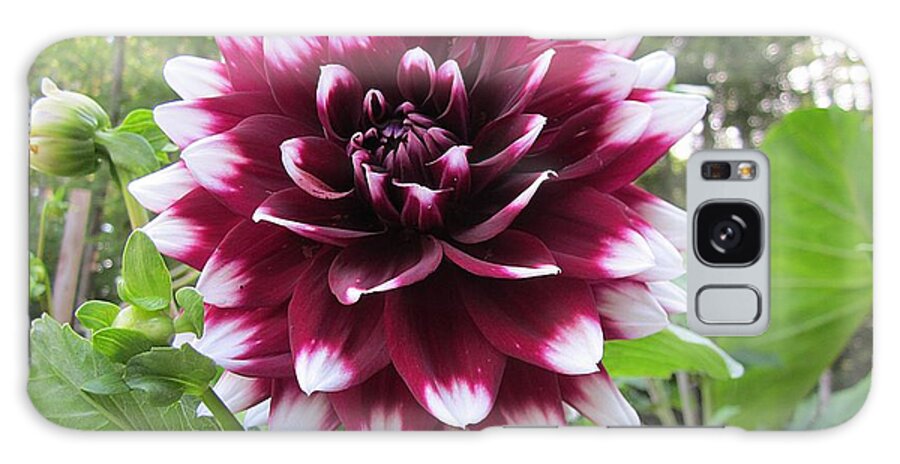 Dahlia Galaxy S8 Case featuring the photograph Red and White Dahlia by MTBobbins Photography