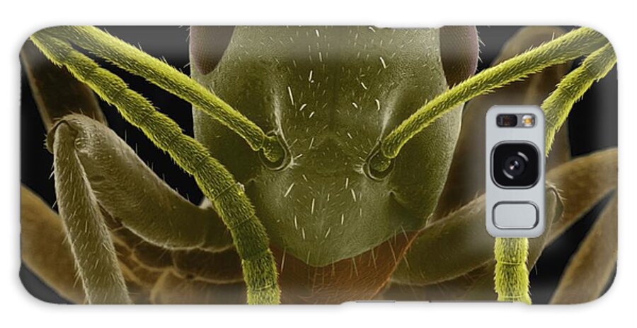 92200a Galaxy Case featuring the photograph Red Ant Head by Dennis Kunkel Microscopy/science Photo Library