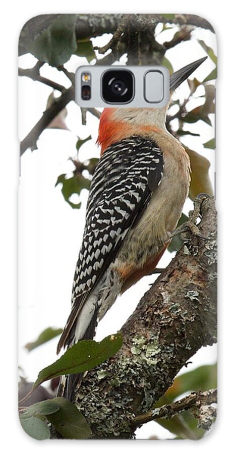 Birds Galaxy Case featuring the photograph 'Red-bellied Woodpecker' Melanerpes carolinus by Kristin Hatt