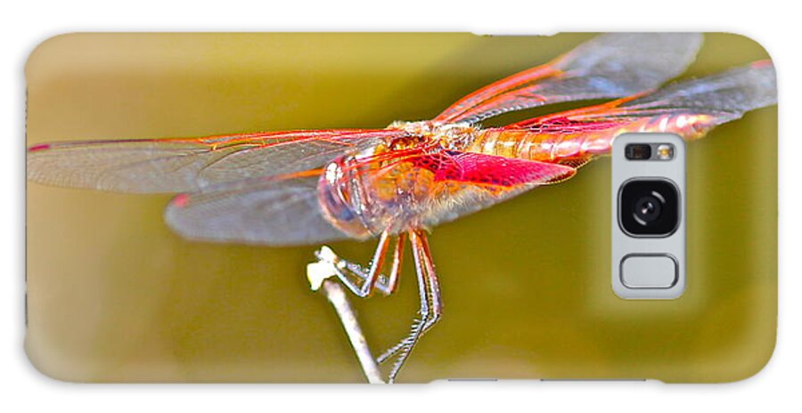 Nature Galaxy Case featuring the photograph Red Dragonfly by Cyril Maza