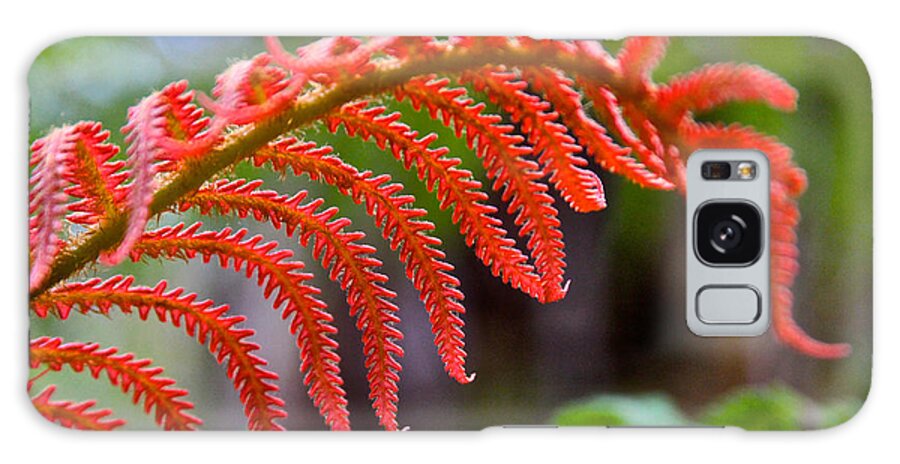 Plants Galaxy Case featuring the photograph Autumn Fern in Hawaii by Venetia Featherstone-Witty