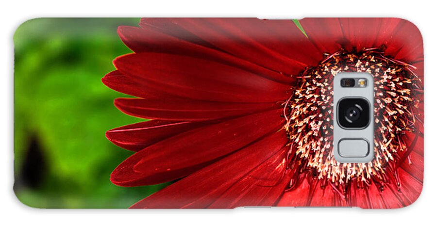 Gerber Daisy Galaxy Case featuring the photograph Red Gerber Daisy by John Magyar Photography