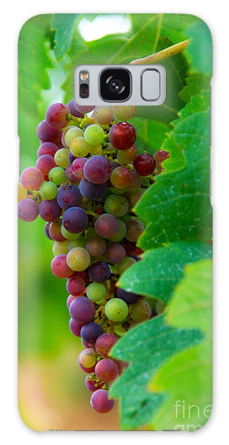 Bordeaux Galaxy Case featuring the photograph Red Grapes by Hannes Cmarits