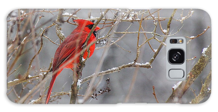 Bird Galaxy S8 Case featuring the photograph Red hot in a snowstorm by Rockybranch Dreams