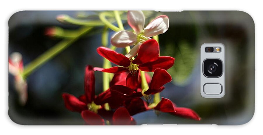 Red Flower Galaxy Case featuring the photograph Red Jasmine Blossom by Ramabhadran Thirupattur