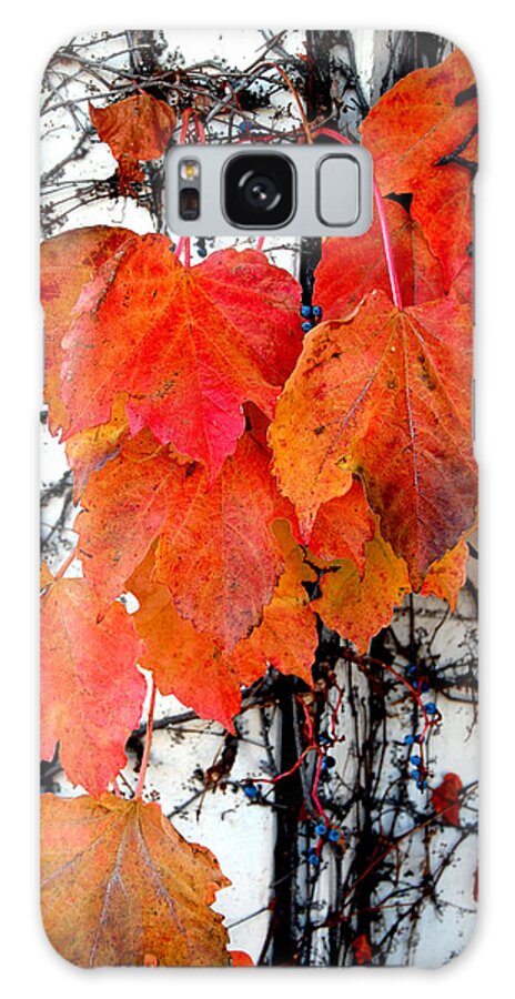 Red Leaves Galaxy Case featuring the photograph Red Leaves of Fall by Barbara J Blaisdell