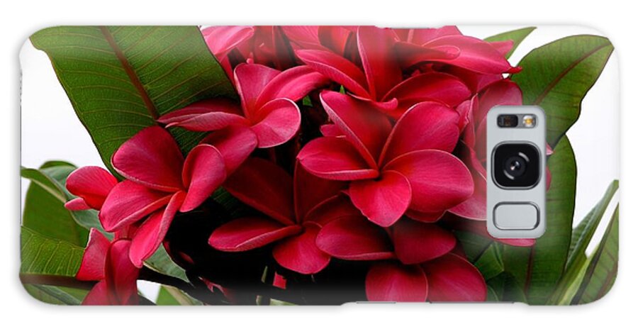 Plumeria Galaxy Case featuring the photograph Red Plumeria by Mary Deal