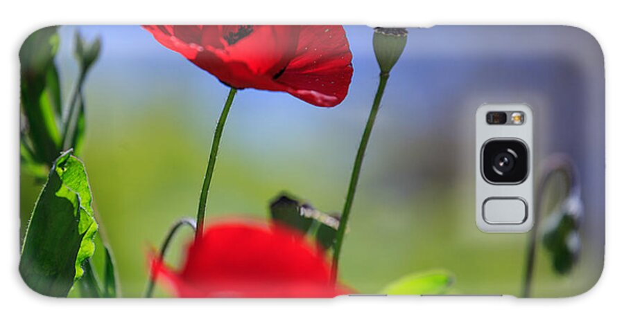 Poppies Galaxy Case featuring the photograph Red Prince by Uri Baruch