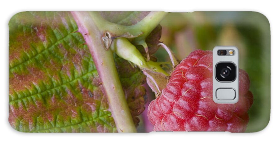 Nature Galaxy Case featuring the photograph Red Raspberry And Leaf In Autumn by William H Mullins